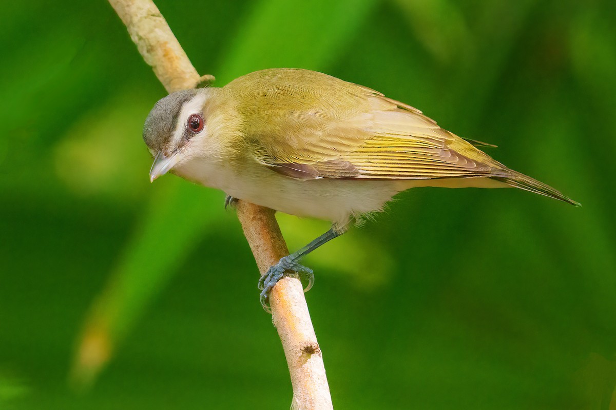 Red-eyed Vireo - ML654736143