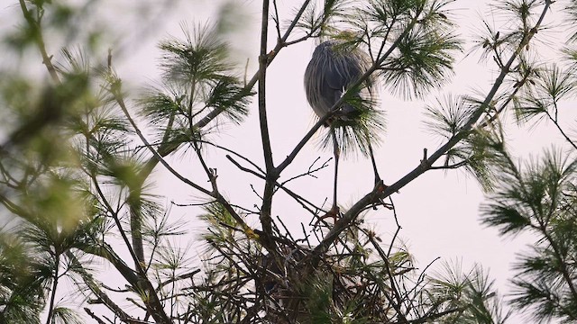 Garza Azulada - ML654736369