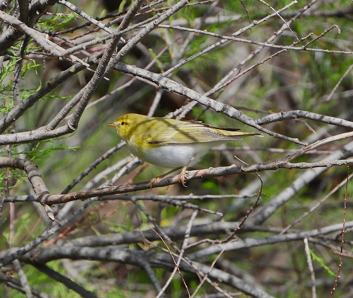 Wood Warbler - ML654736681
