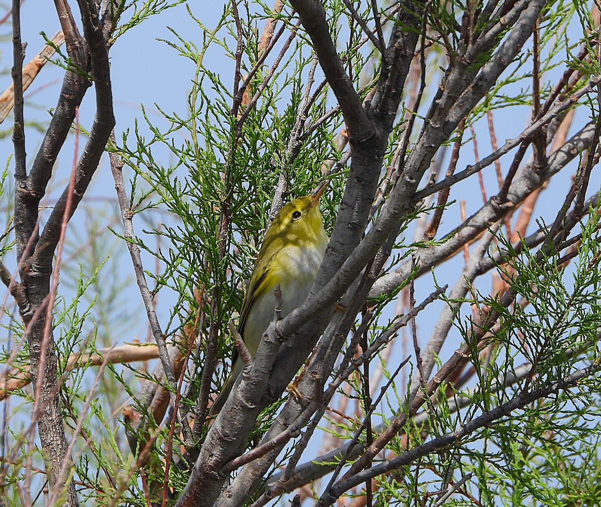 Wood Warbler - ML654736682