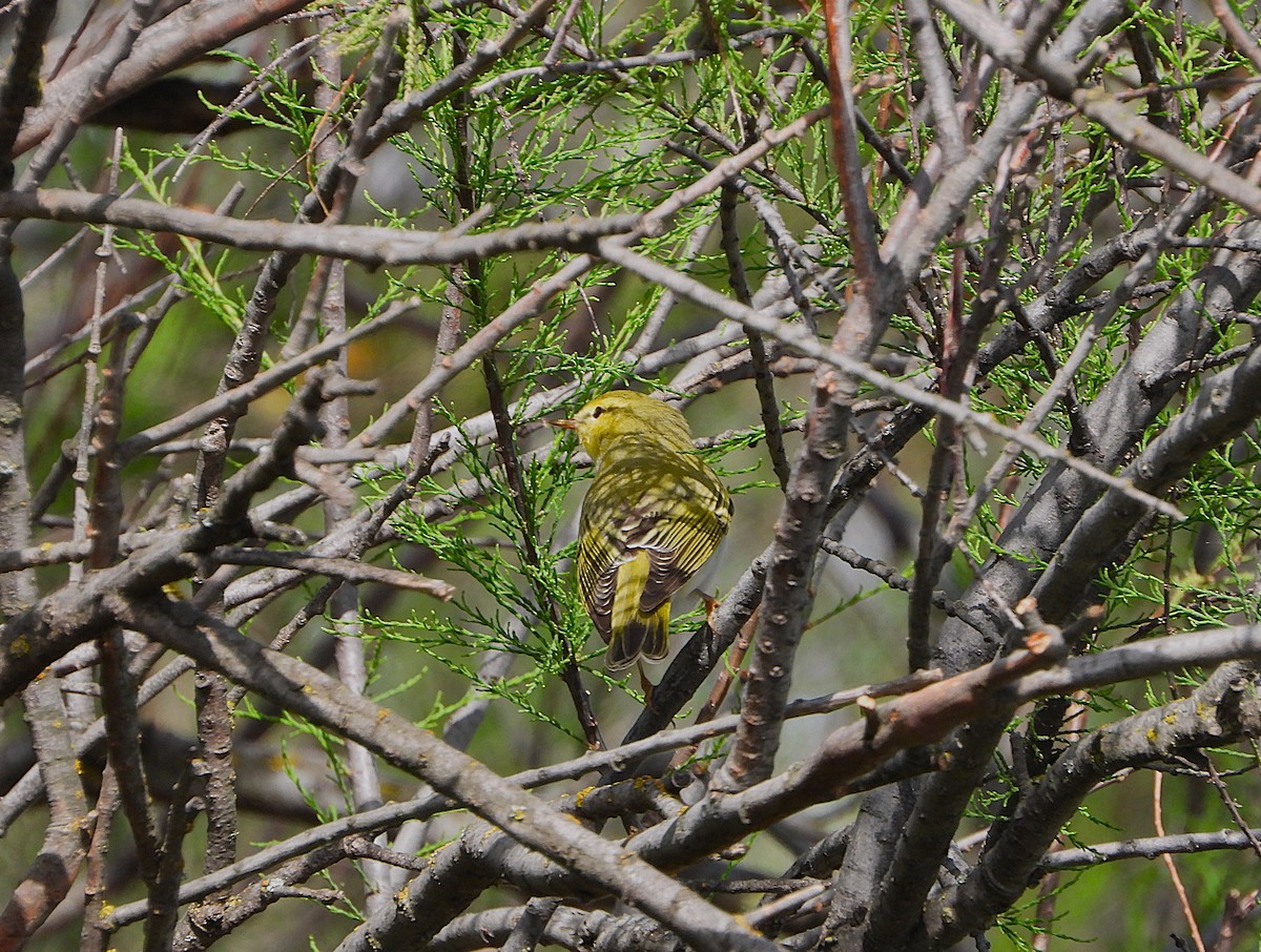 Wood Warbler - ML654736683