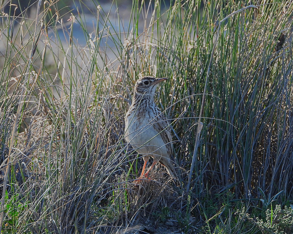 Dupont's Lark - ML654736747