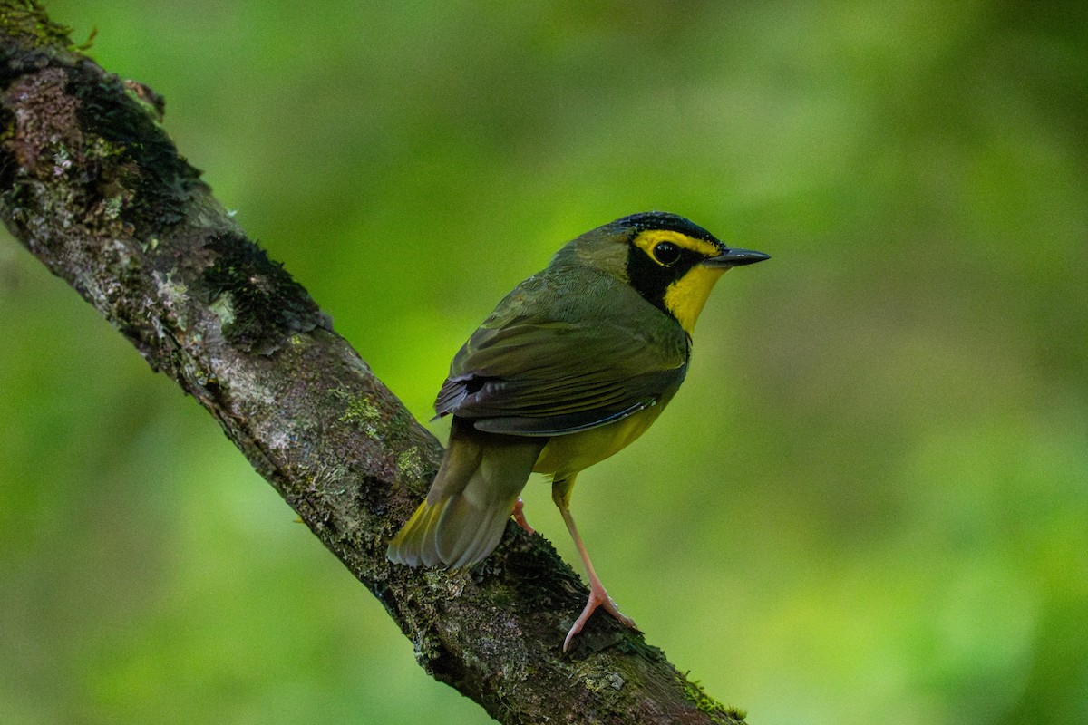 kentuckyparula - ML654736974