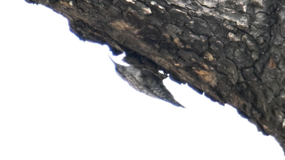 African Spotted Creeper - ML654737578