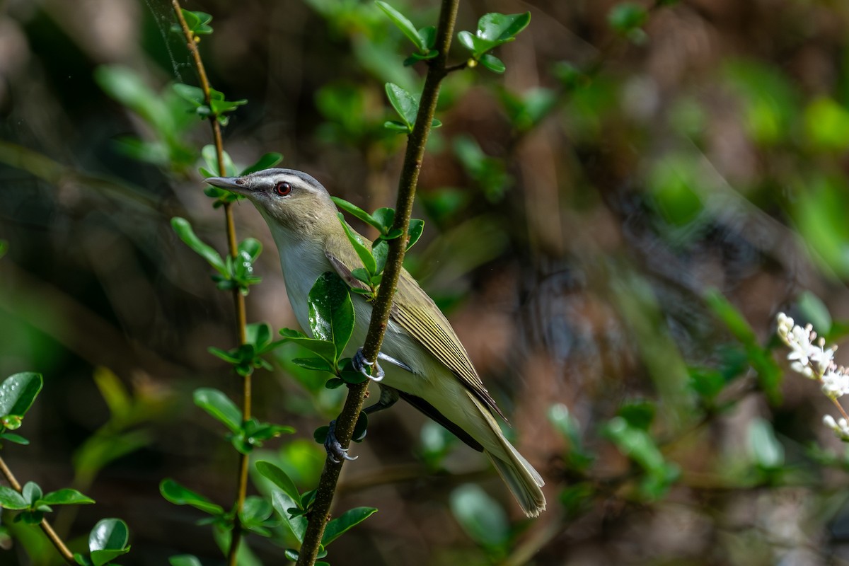 Red-eyed Vireo - ML654737757