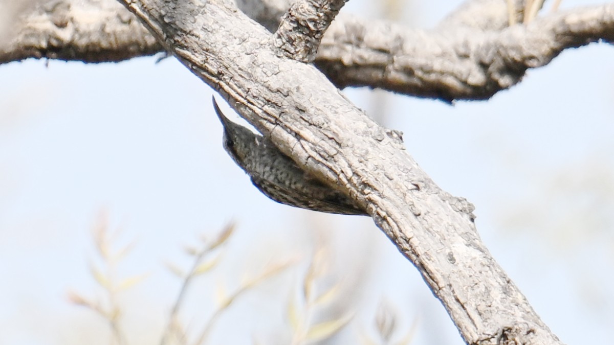 African Spotted Creeper - ML654737978