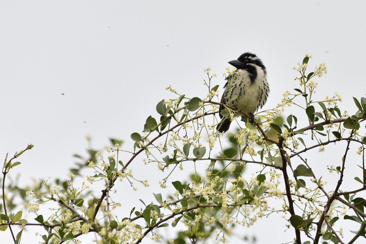 Spot-flanked Barbet - ML654738461