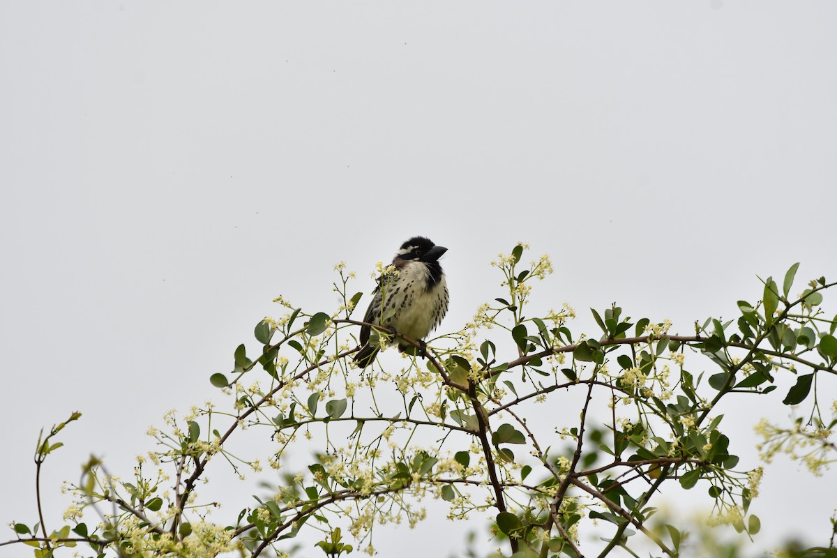 Spot-flanked Barbet - ML654738484