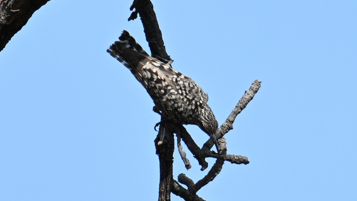 African Spotted Creeper - ML654738809