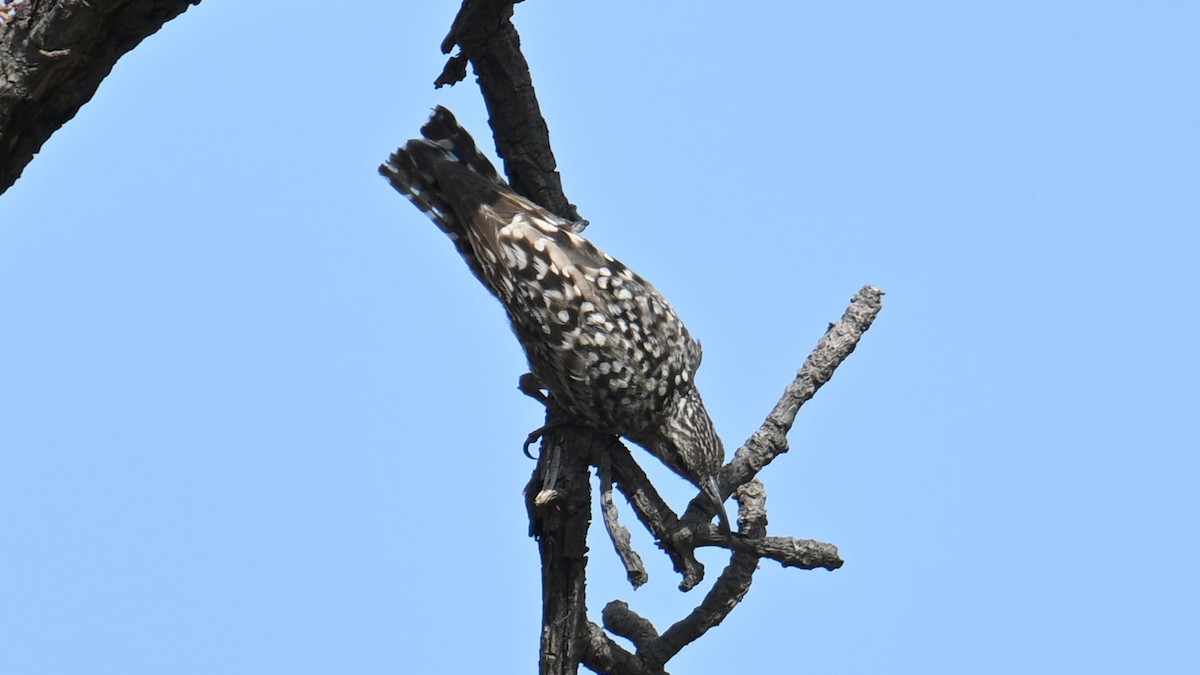 African Spotted Creeper - ML654738815