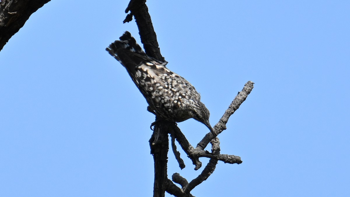 African Spotted Creeper - ML654738827