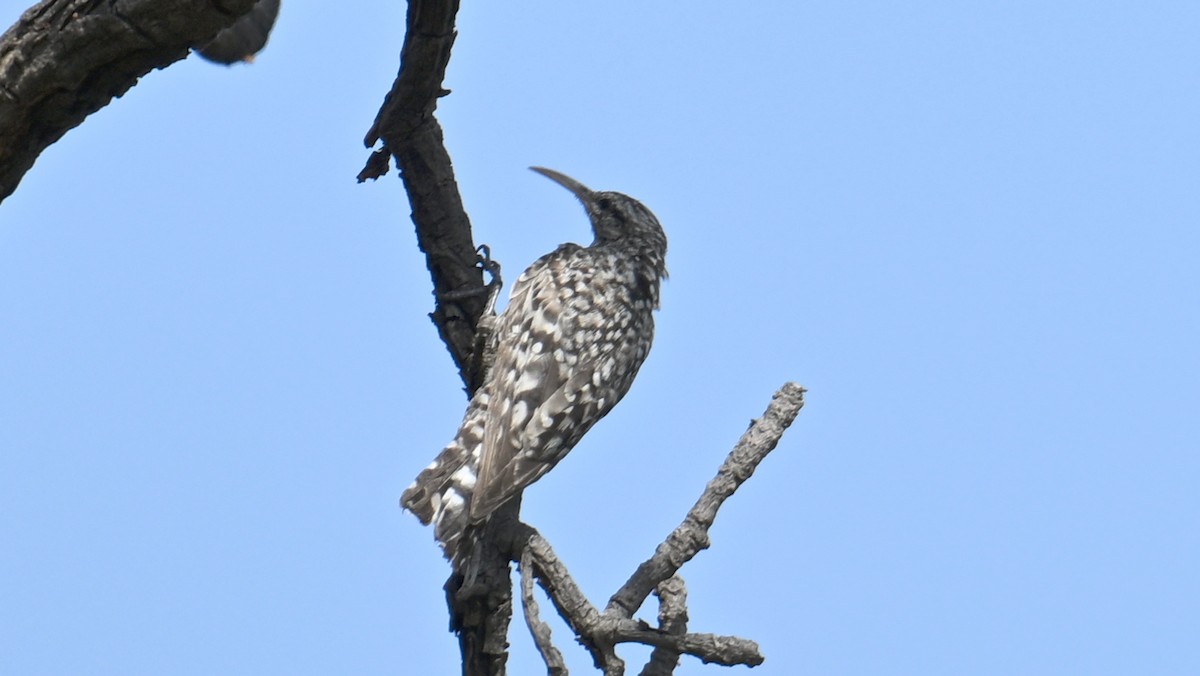 African Spotted Creeper - ML654738832