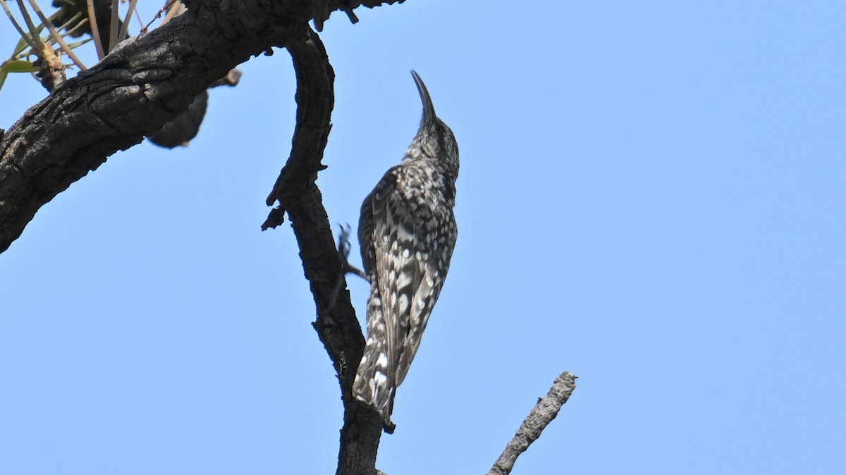 African Spotted Creeper - ML654738840