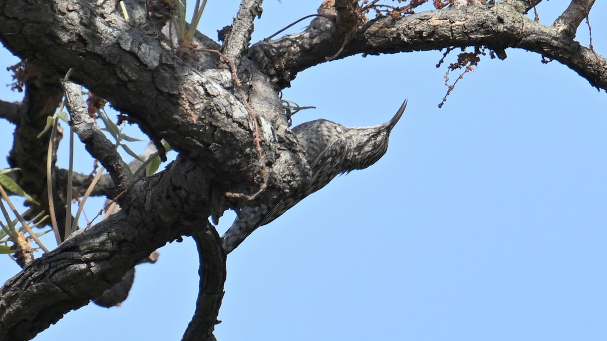 African Spotted Creeper - ML654738854