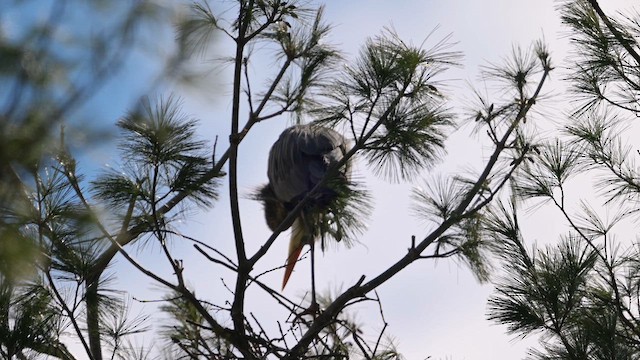 Garza Azulada - ML654739502