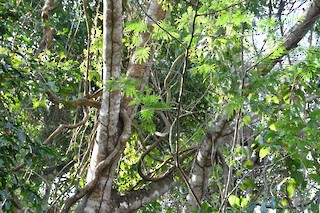 Chuchini Ecological Reserve, El Beni, Bolivia - eBird Hotspot