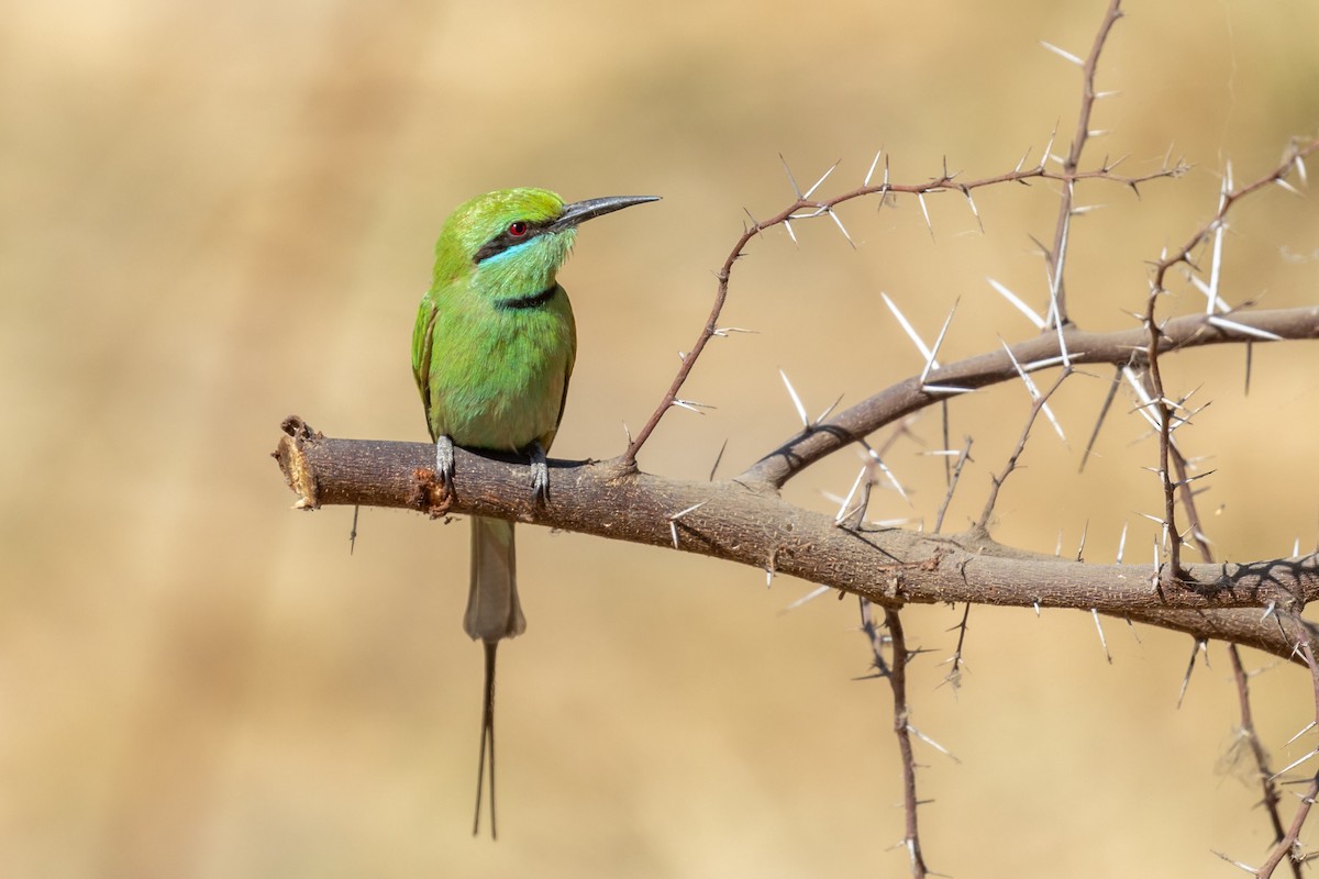 African Green Bee-eater - ML654740580