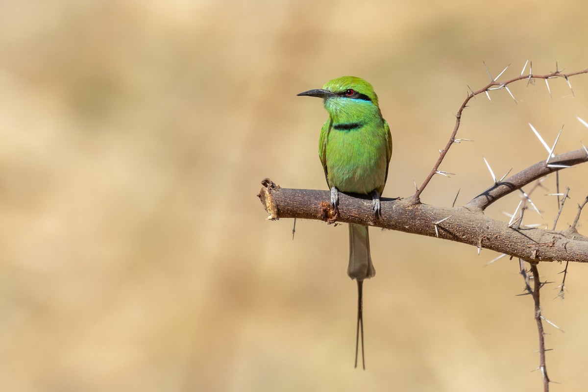 African Green Bee-eater - ML654740581