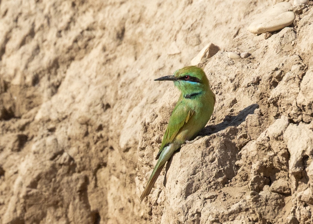 African Green Bee-eater - ML654740809
