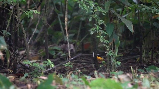 White-collared Manakin - ML654741623