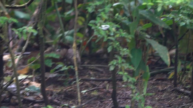 White-collared Manakin - ML654741625
