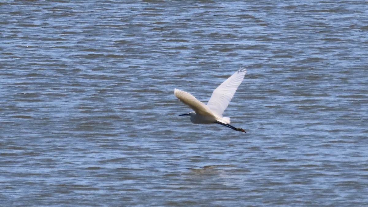 Малая белая цапля - ML654741930