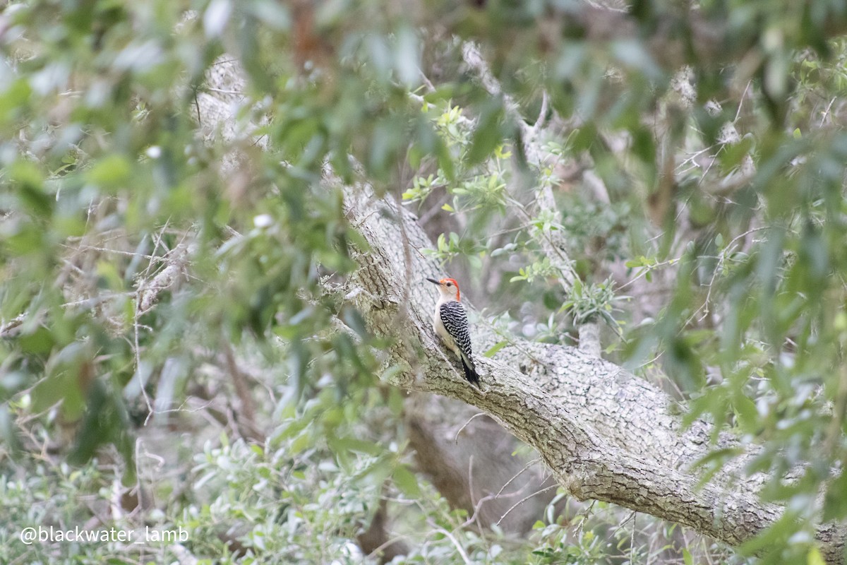 Каролинский дятел - ML654741931