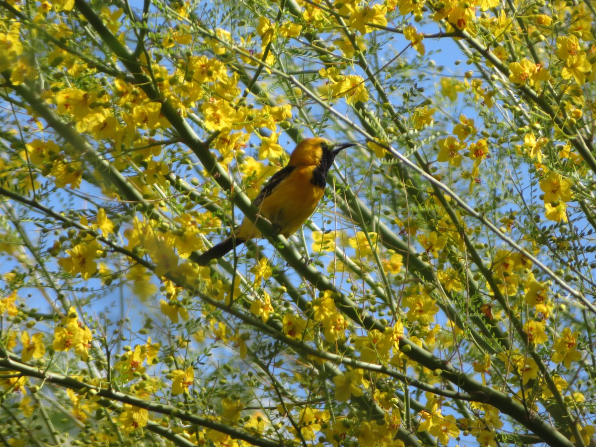 Масковый трупиал - ML654741932