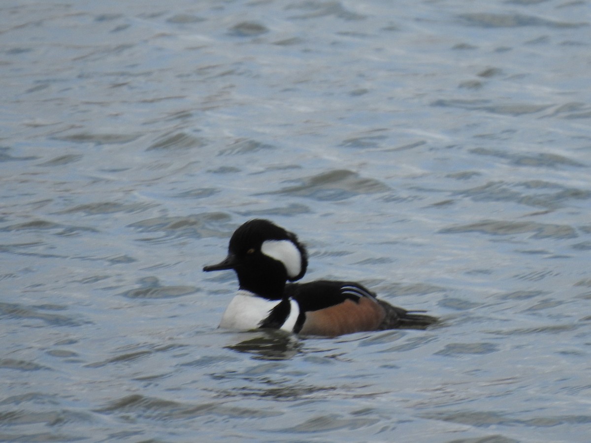 Капюшоновый крохаль - ML654741933