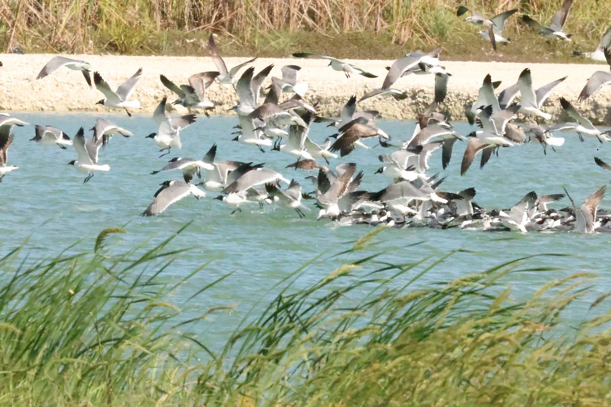 Ацтекская чайка - ML654741940