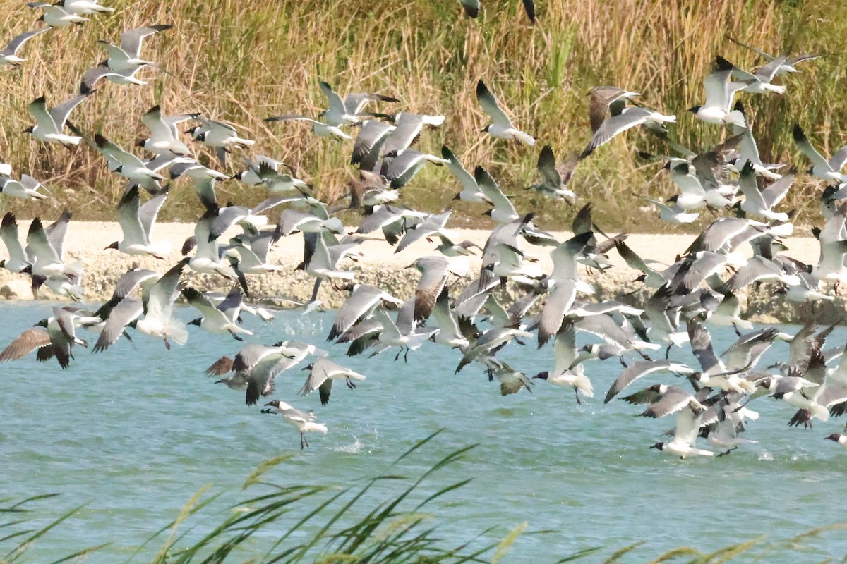 Ацтекская чайка - ML654741941