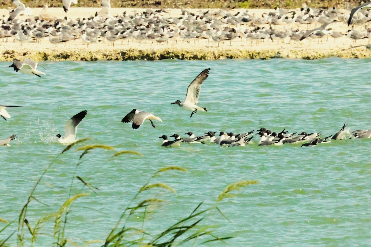 Ацтекская чайка - ML654741942