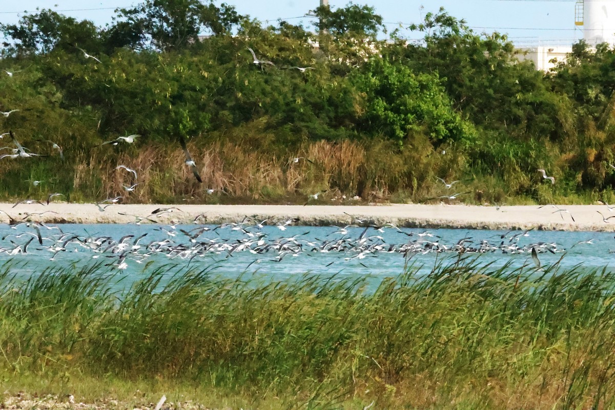 Ацтекская чайка - ML654741943