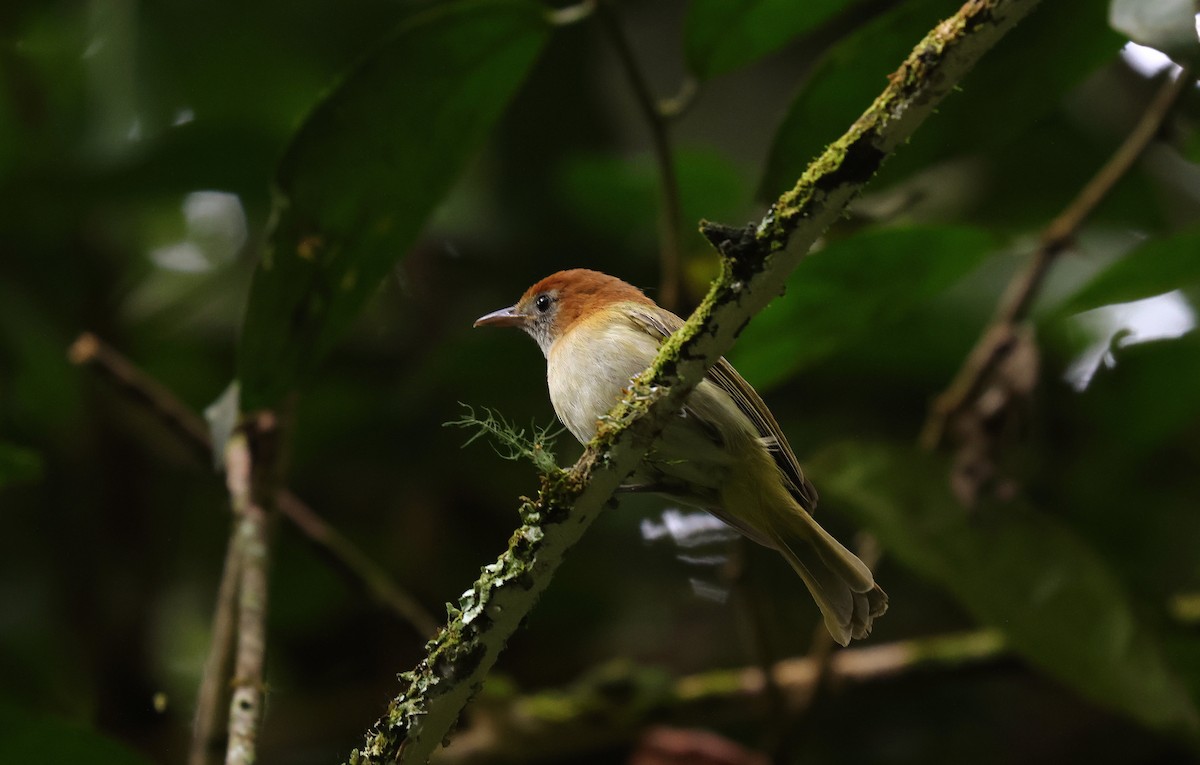 Каштановоголовый виреончик - ML654741944