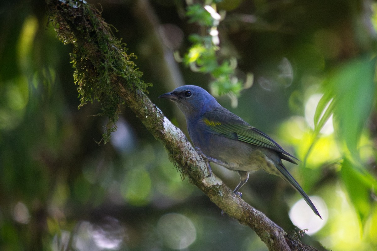 Желтоплечая танагра - ML654741945