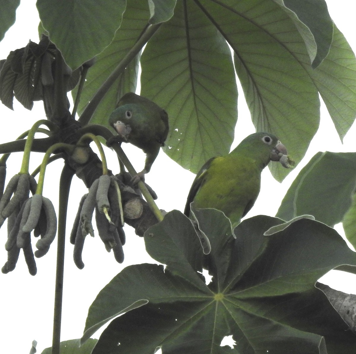 Оранжевогорлая катита - ML654741946