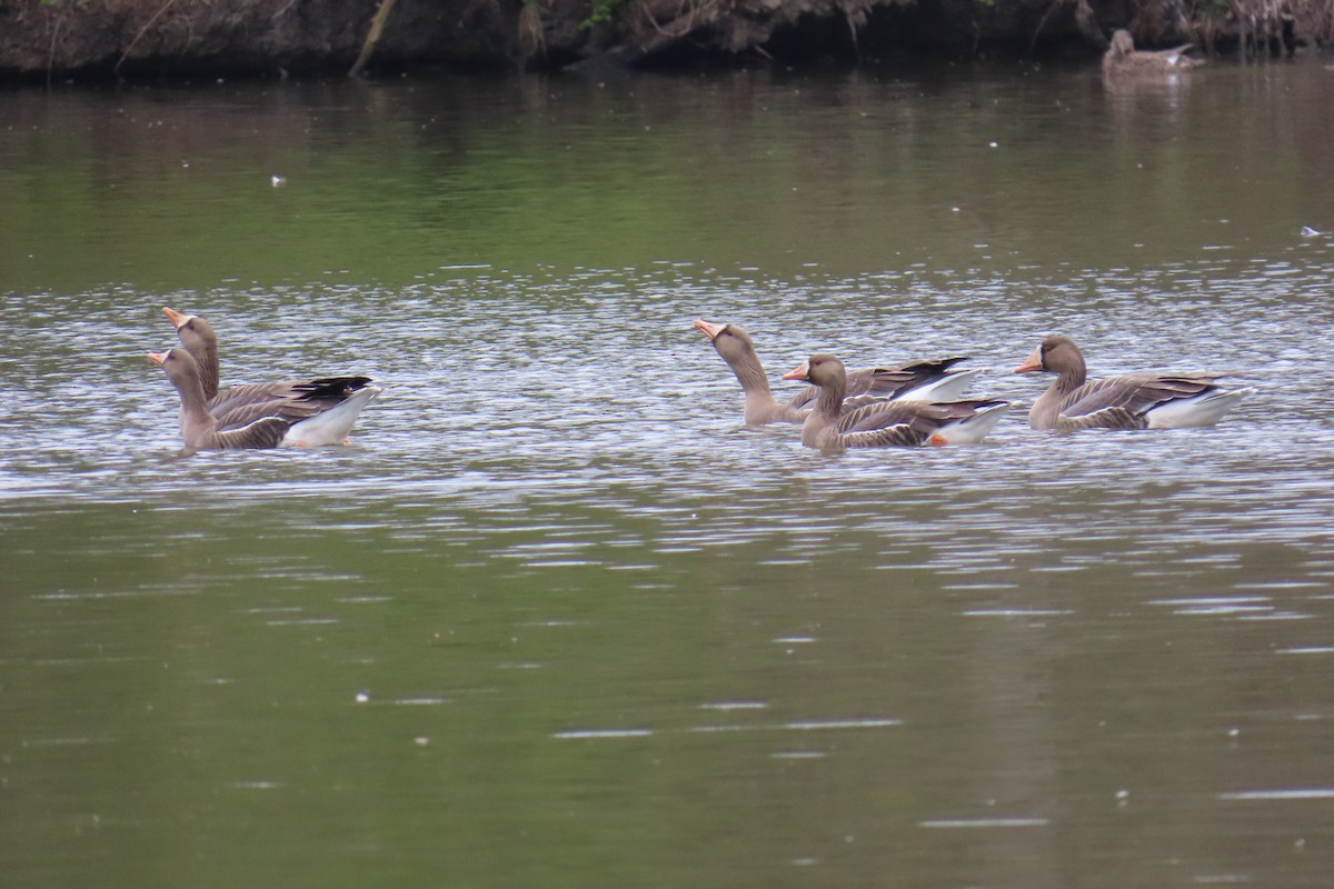 Белолобый гусь - ML654741947