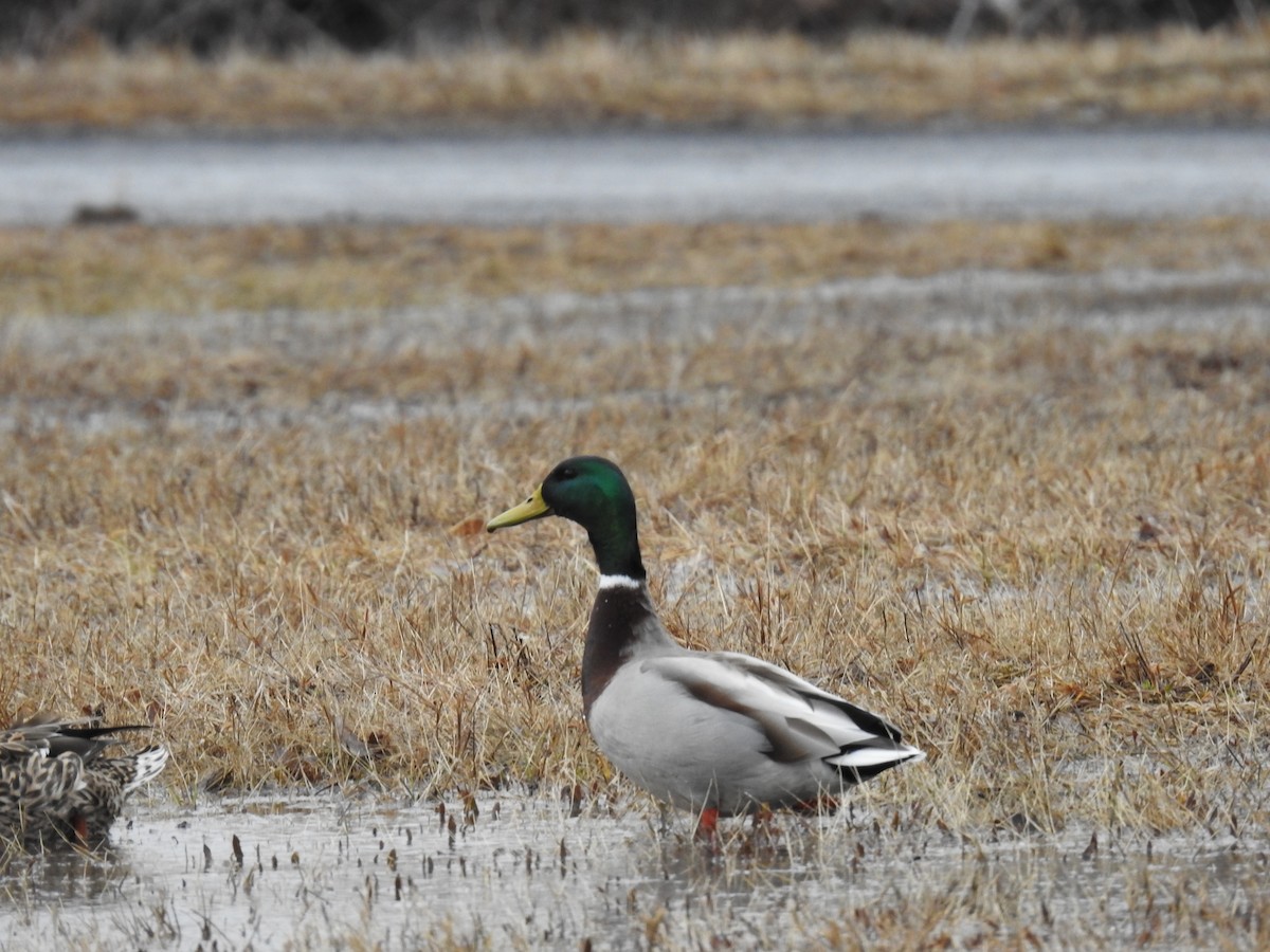 Кряква - ML654741948