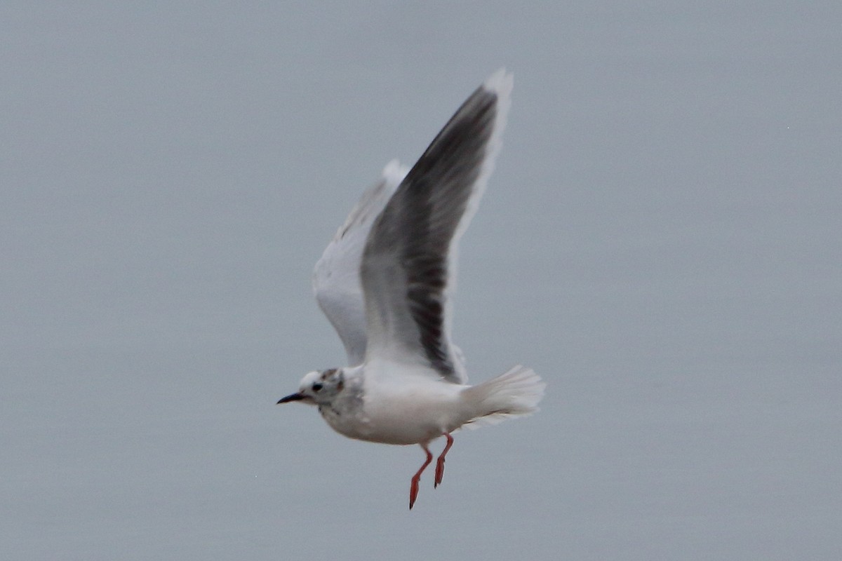 Малая чайка - ML654741949