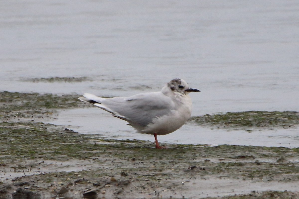 Малая чайка - ML654741950