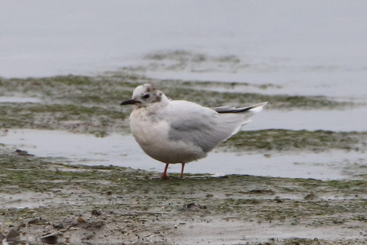 Малая чайка - ML654741951