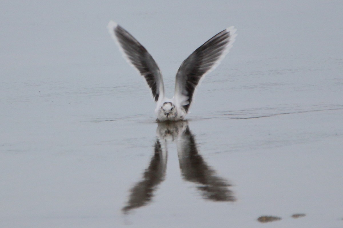 Малая чайка - ML654741953