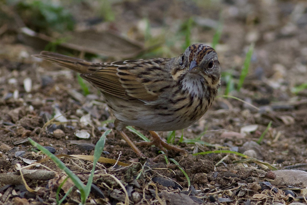 Еловая овсянка - ML654741954