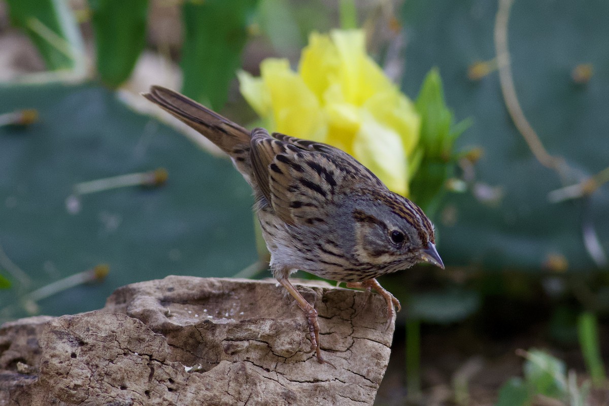 Еловая овсянка - ML654741955