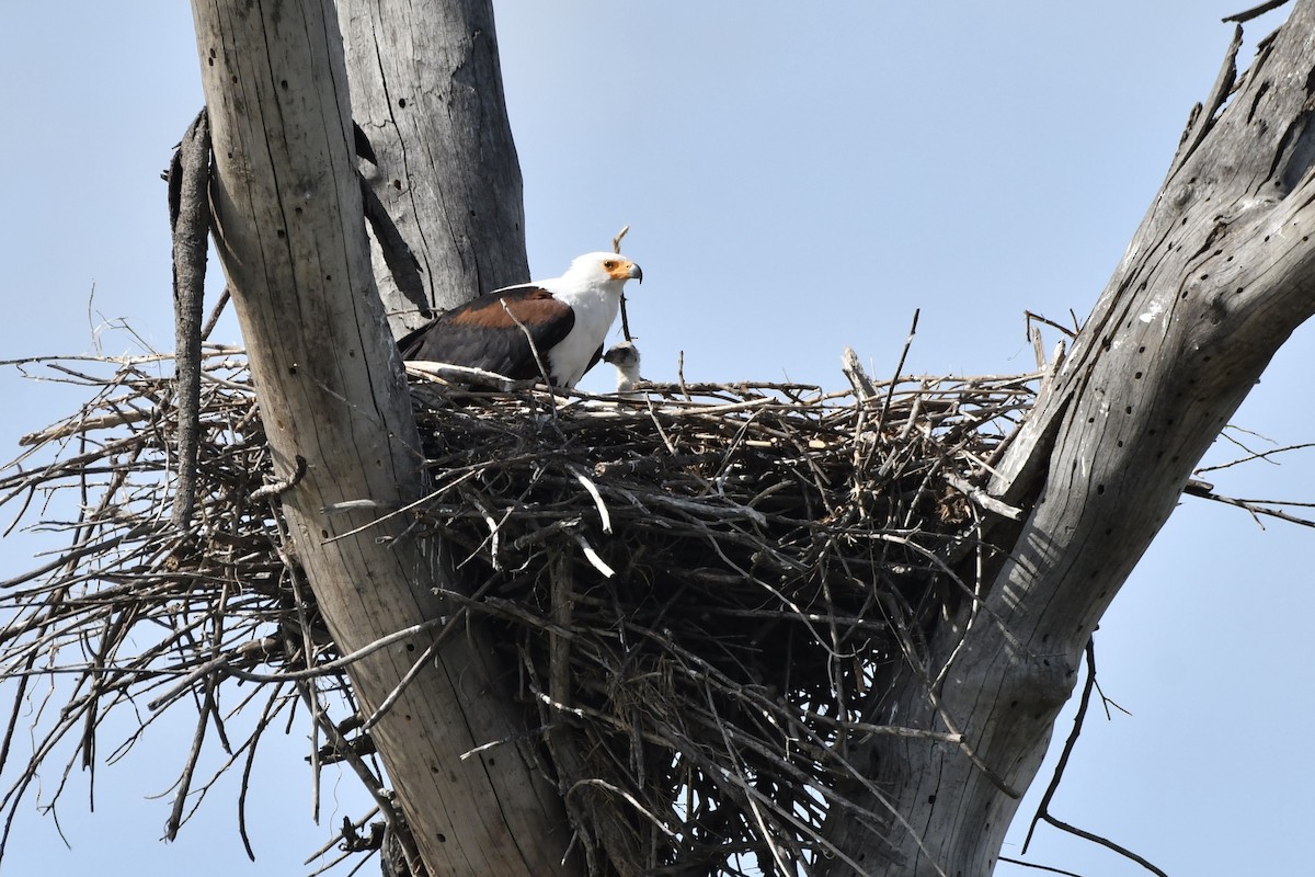 Орлан-крикун - ML654741956