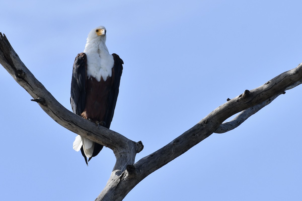 Орлан-крикун - ML654741957