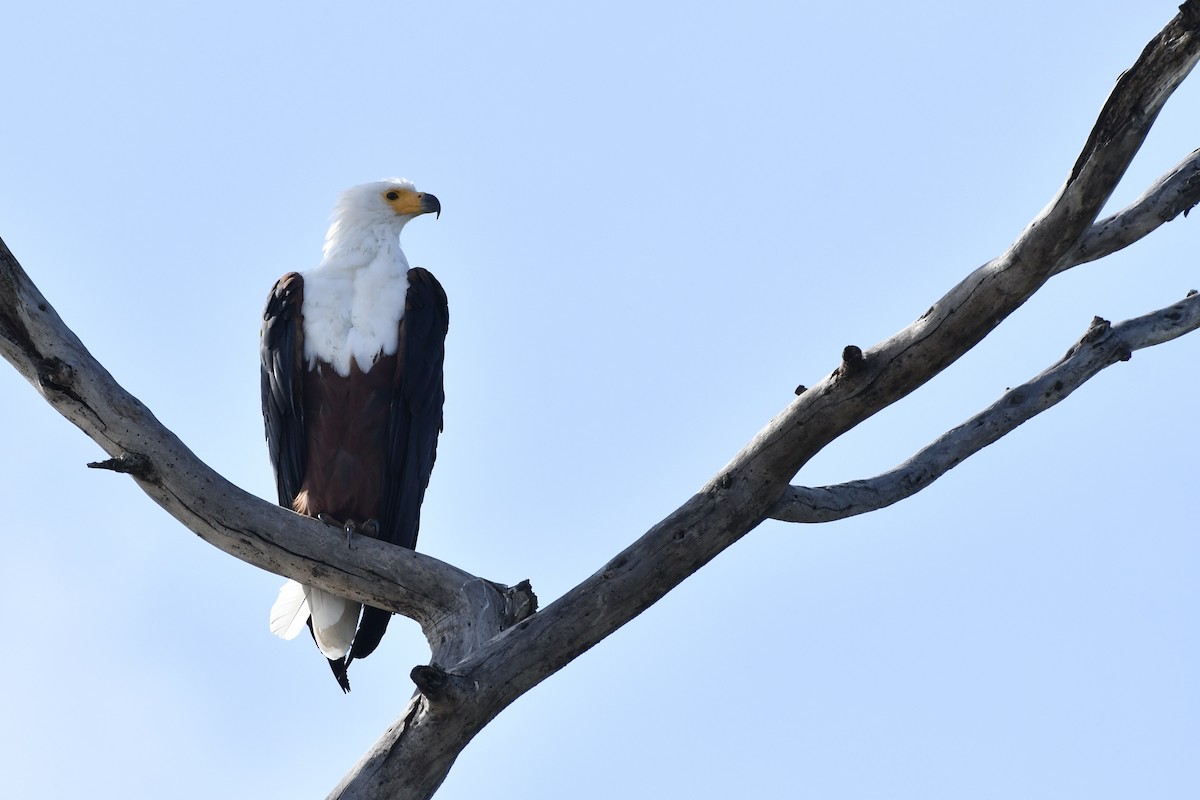 Орлан-крикун - ML654741958