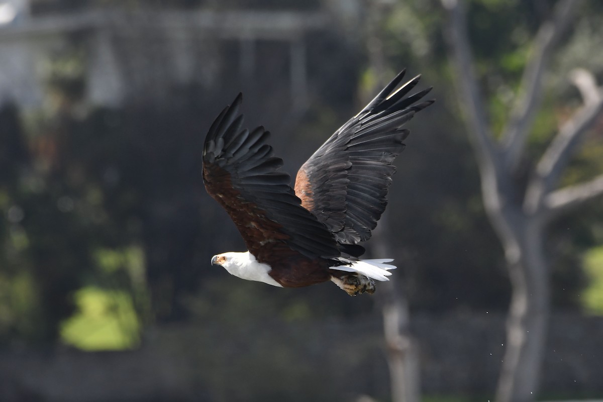 Орлан-крикун - ML654741959