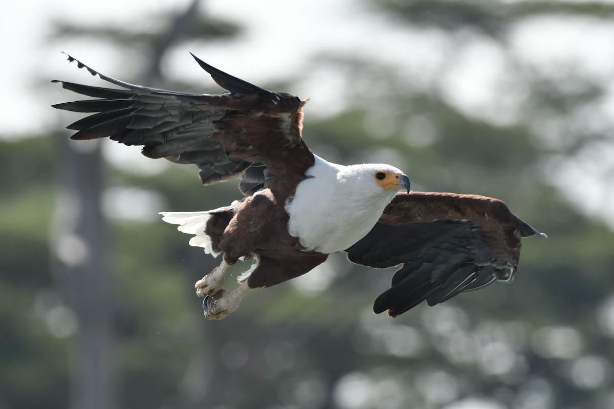 Орлан-крикун - ML654741960