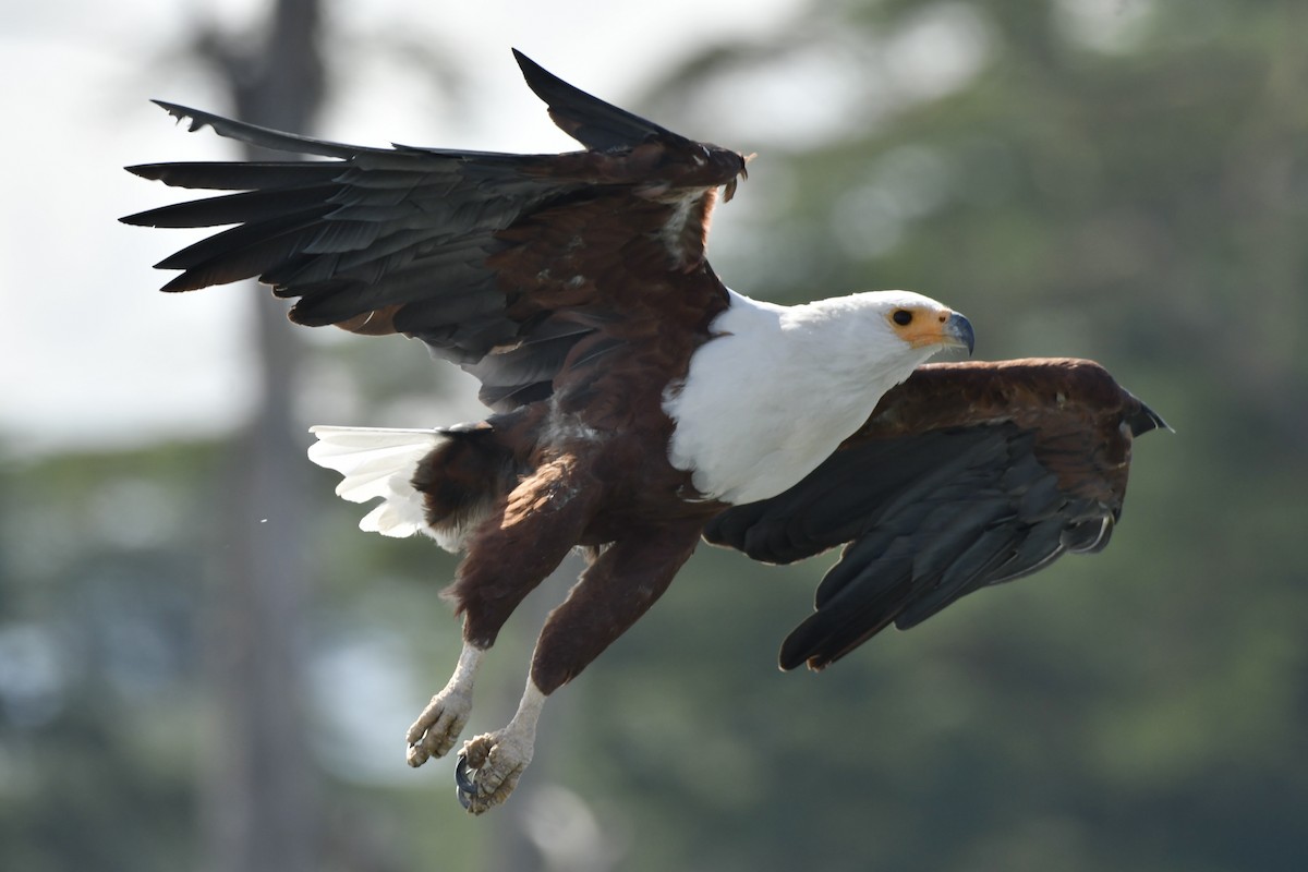 Орлан-крикун - ML654741961